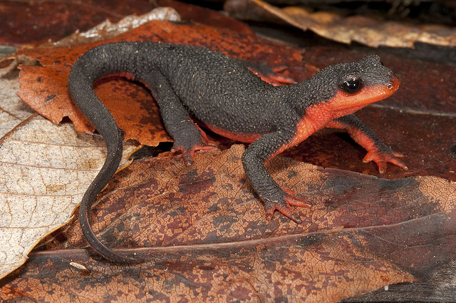 Red Bellied Newt svg #9, Download drawings
