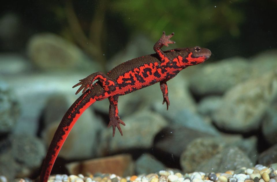 Red Bellied Newt svg #17, Download drawings
