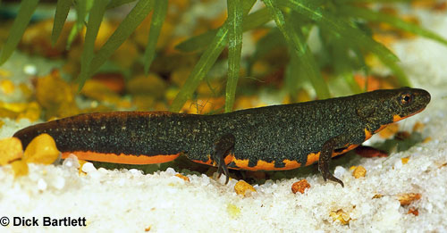 Red Bellied Newt svg #13, Download drawings