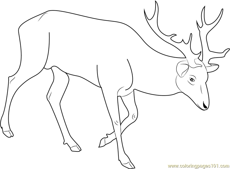 Red Deer coloring #20, Download drawings