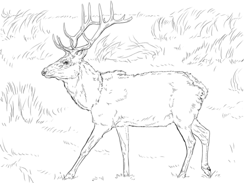 Red Deer coloring #12, Download drawings
