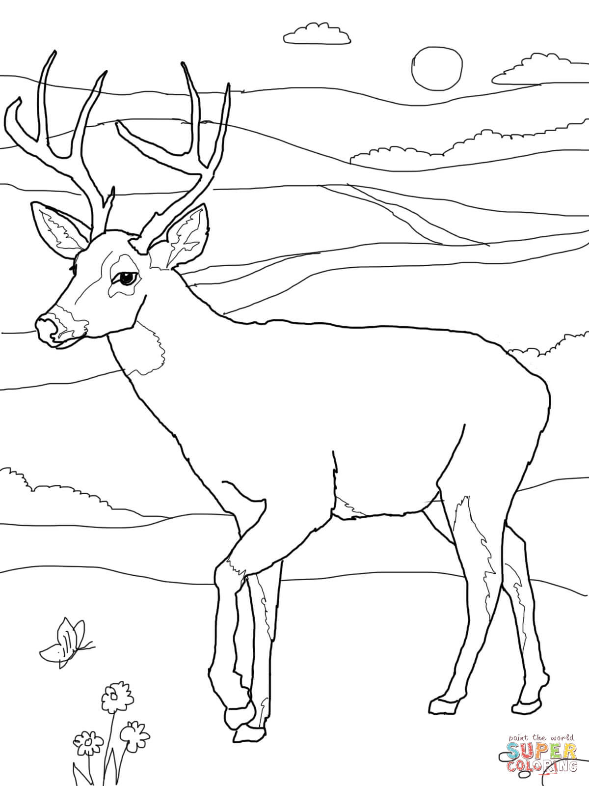 White-tailed Deer coloring #3, Download drawings