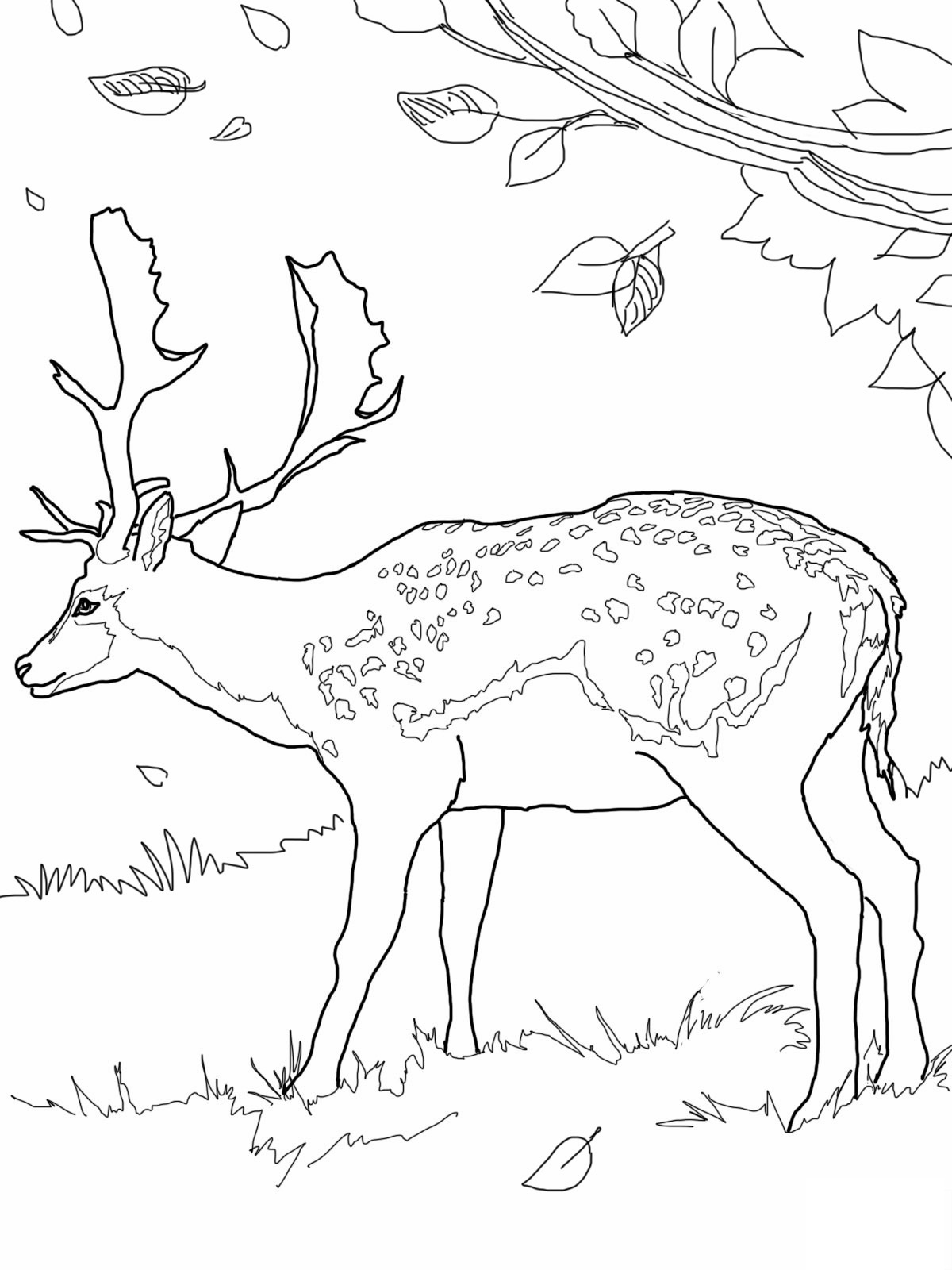 Red Deer coloring #4, Download drawings
