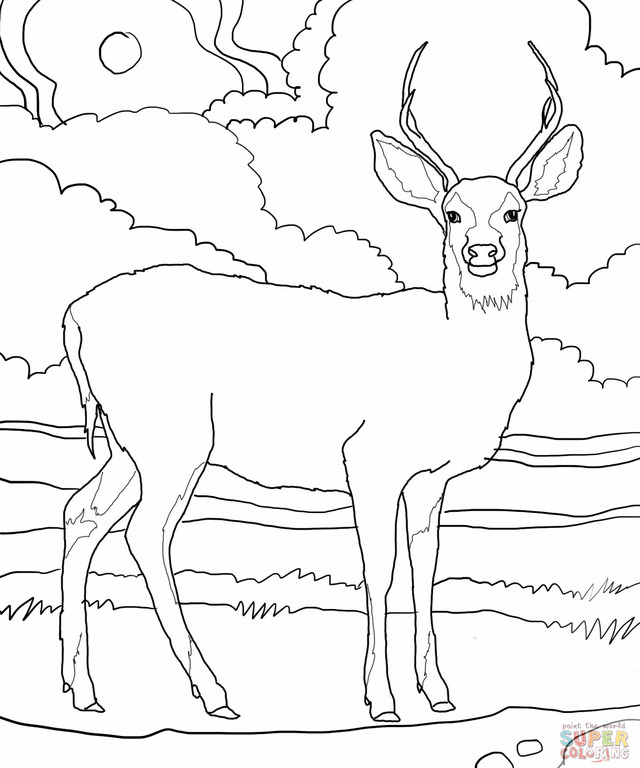 Red Deer coloring #9, Download drawings