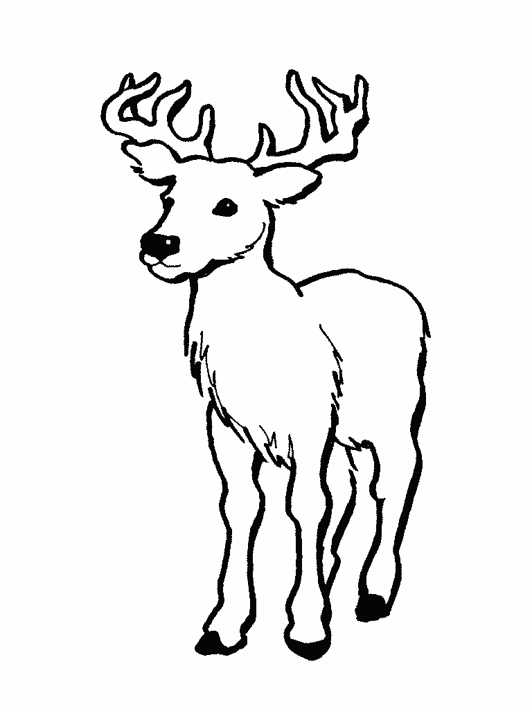 Red Deer coloring #11, Download drawings