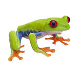 Red Eyed Tree Frog clipart #3, Download drawings