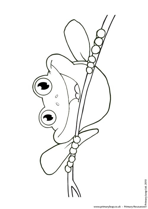 Red Eyed Tree Frog coloring #4, Download drawings