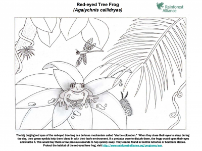 Red Eyed Tree Frog coloring #6, Download drawings