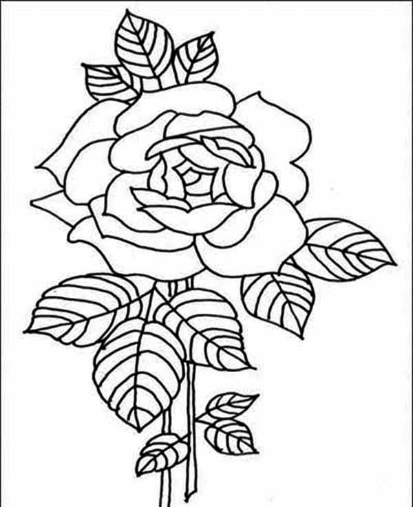 Red Rose coloring #12, Download drawings