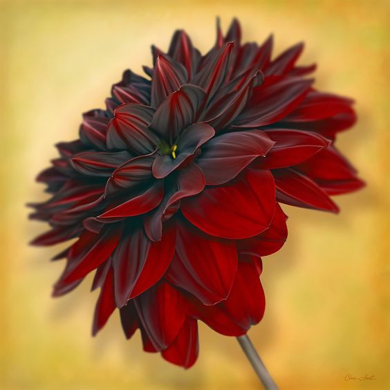 Red Flower coloring #7, Download drawings