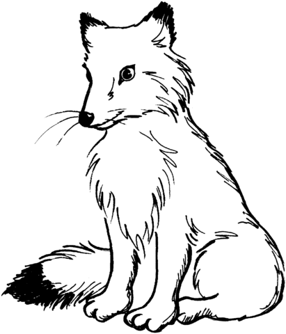 Red Fox coloring #14, Download drawings