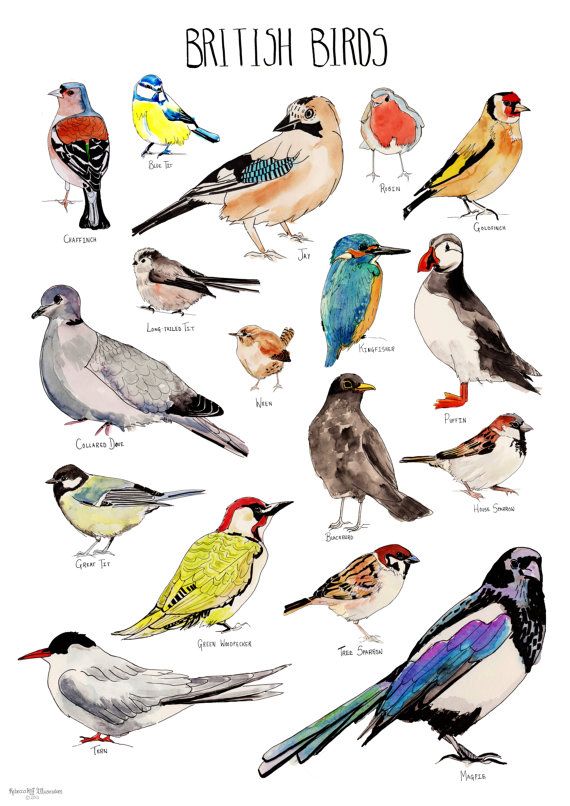 Red Headed Finch clipart #6, Download drawings