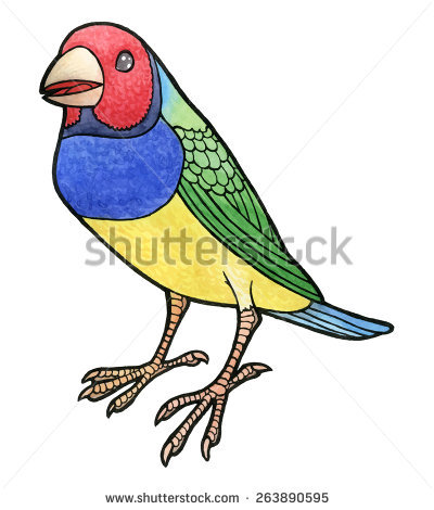 Red Headed Finch clipart #16, Download drawings