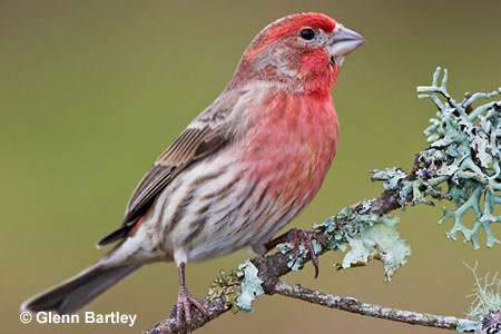 Red Headed Finch coloring #11, Download drawings