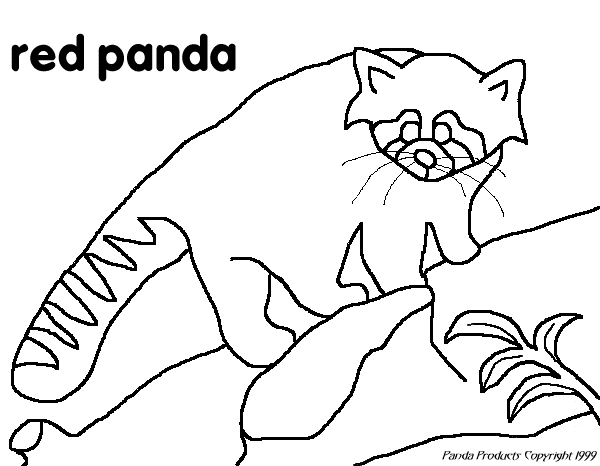 Red Panda coloring #5, Download drawings