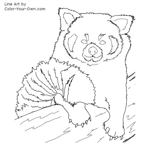 Red Panda coloring #15, Download drawings