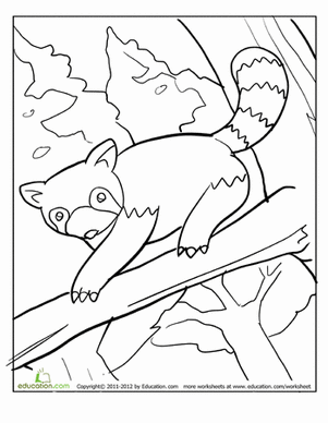 Red Panda coloring #18, Download drawings