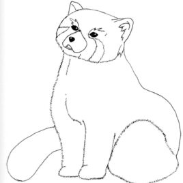 Red Panda coloring #6, Download drawings