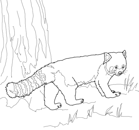Red Panda coloring #14, Download drawings