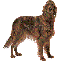 Red Setter clipart #4, Download drawings
