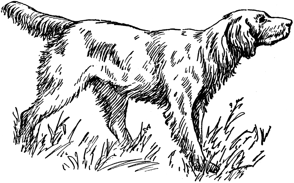 Red Setter clipart #5, Download drawings