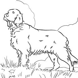 Red Setter coloring #2, Download drawings
