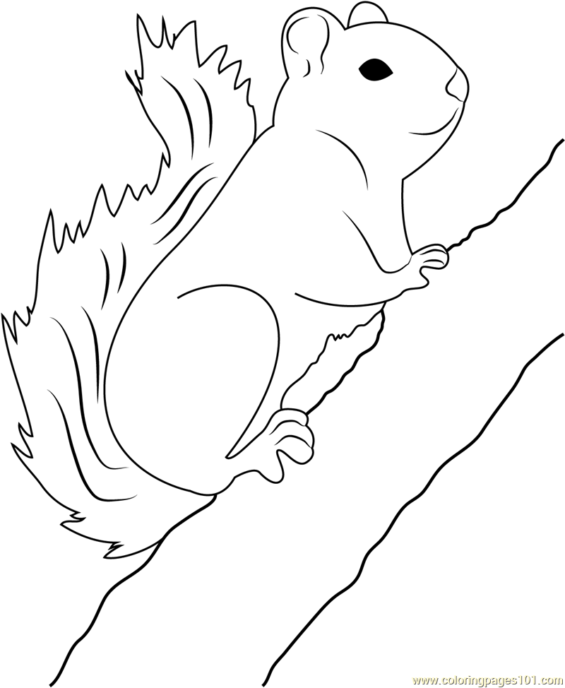 Red Squirrel coloring #7, Download drawings