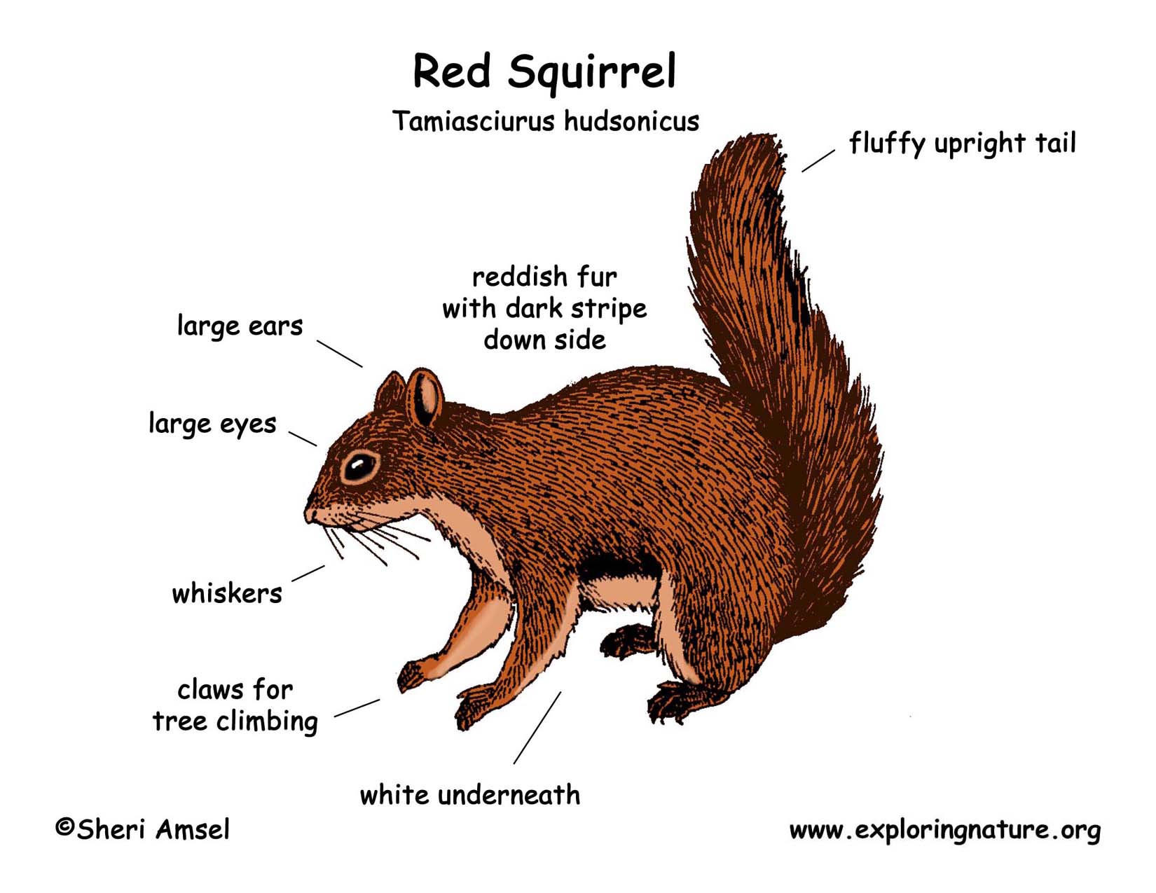 Red Squirrel coloring #6, Download drawings