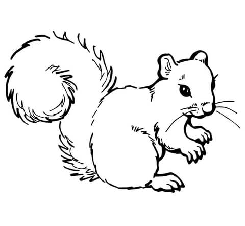 Red Squirrel coloring #11, Download drawings