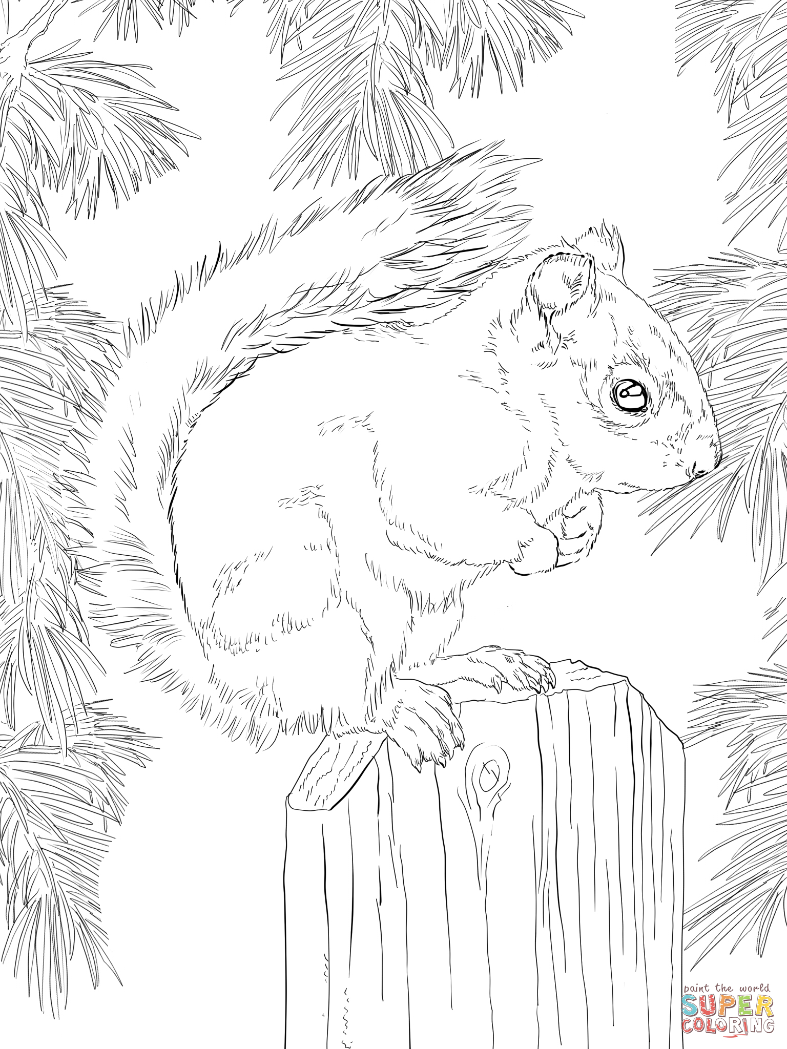 Red Squirrel coloring #18, Download drawings