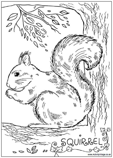 Red Squirrel coloring #9, Download drawings