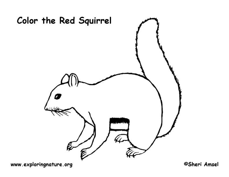 Red Squirrel coloring #2, Download drawings
