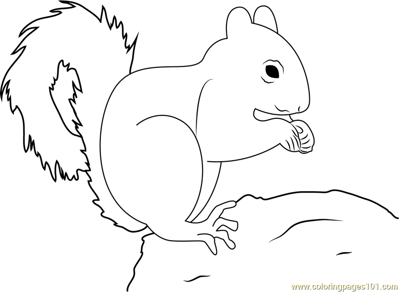 Red Squirrel coloring #3, Download drawings