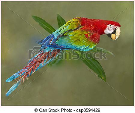 Red-and-green Macaw clipart #7, Download drawings