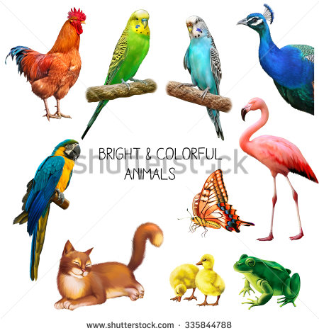 Red-and-green Macaw clipart #3, Download drawings