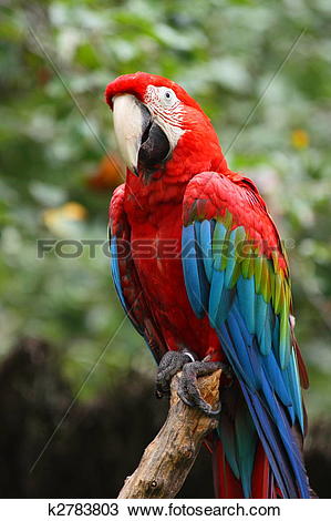 Red-and-green Macaw clipart #9, Download drawings