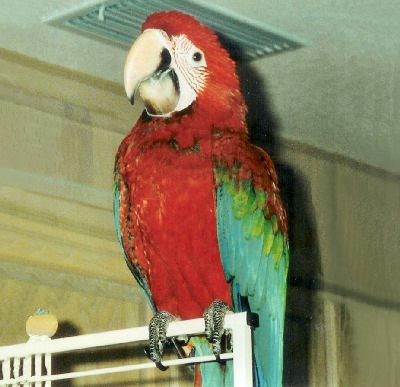 Red-and-green Macaw coloring #6, Download drawings