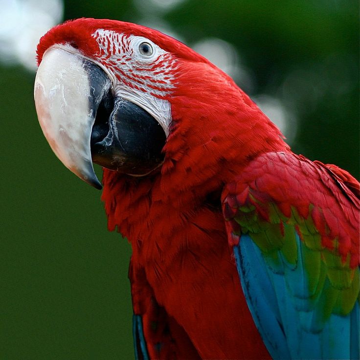 Red-and-green Macaw svg #5, Download drawings