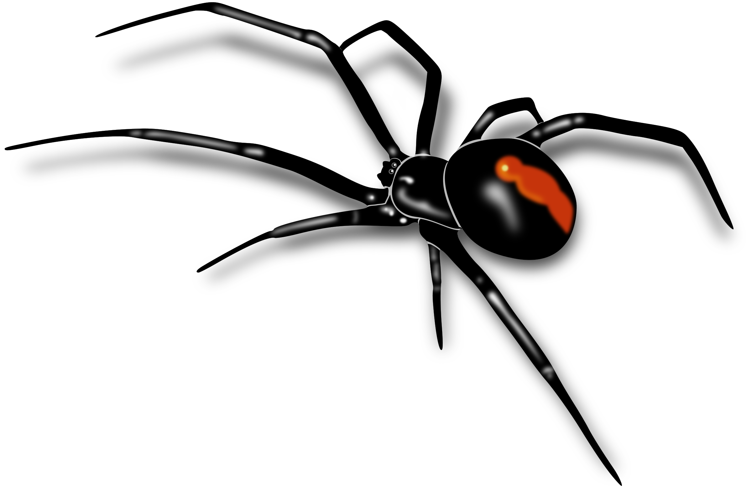 Redback Spider clipart #15, Download drawings