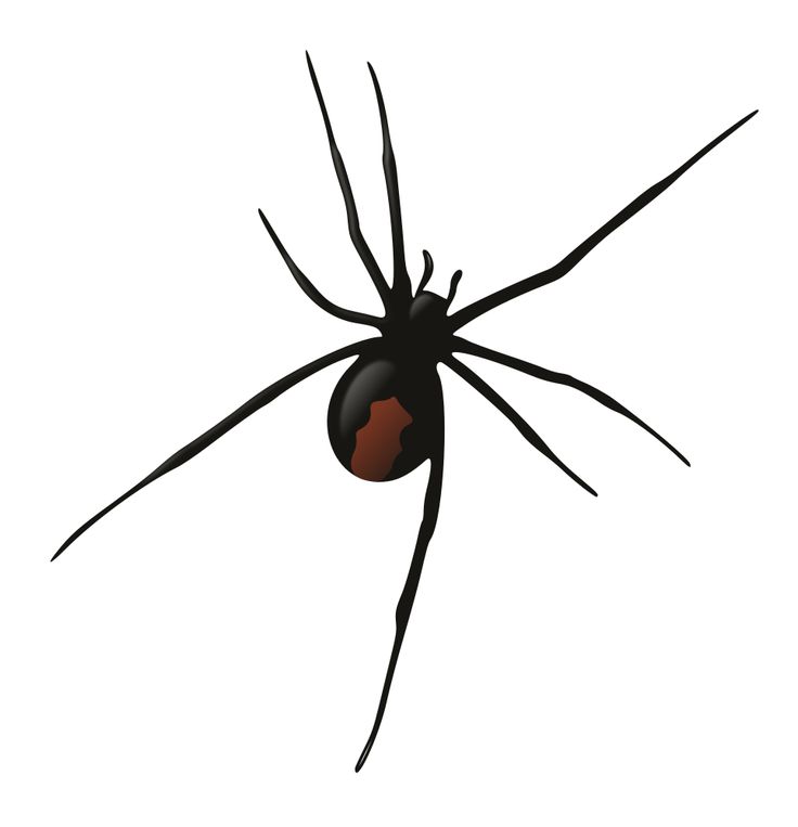 Redback Spider clipart #7, Download drawings