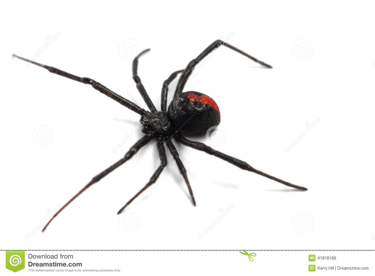 Redback Spider clipart #12, Download drawings