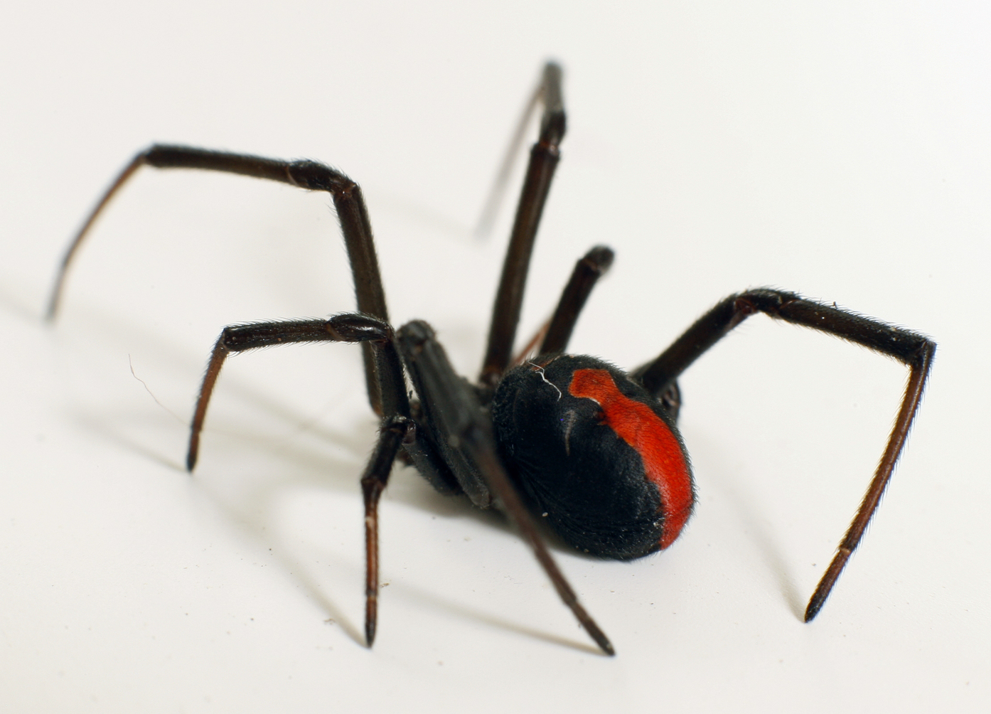 Redback Spider clipart #6, Download drawings