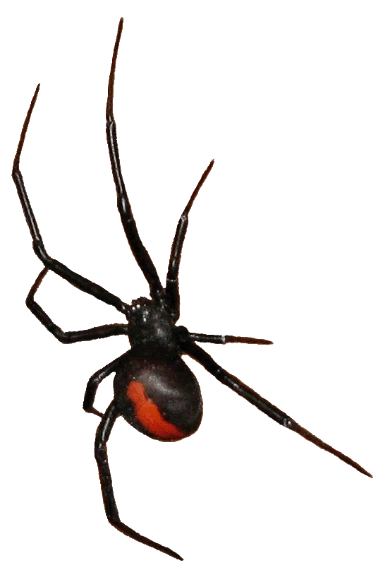 Redback Spider clipart #17, Download drawings