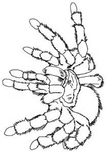 Redback Spider coloring #15, Download drawings