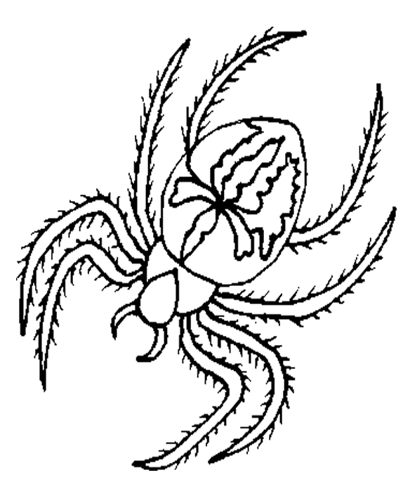 Redback Spider coloring #9, Download drawings