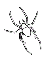 Redback Spider coloring #20, Download drawings