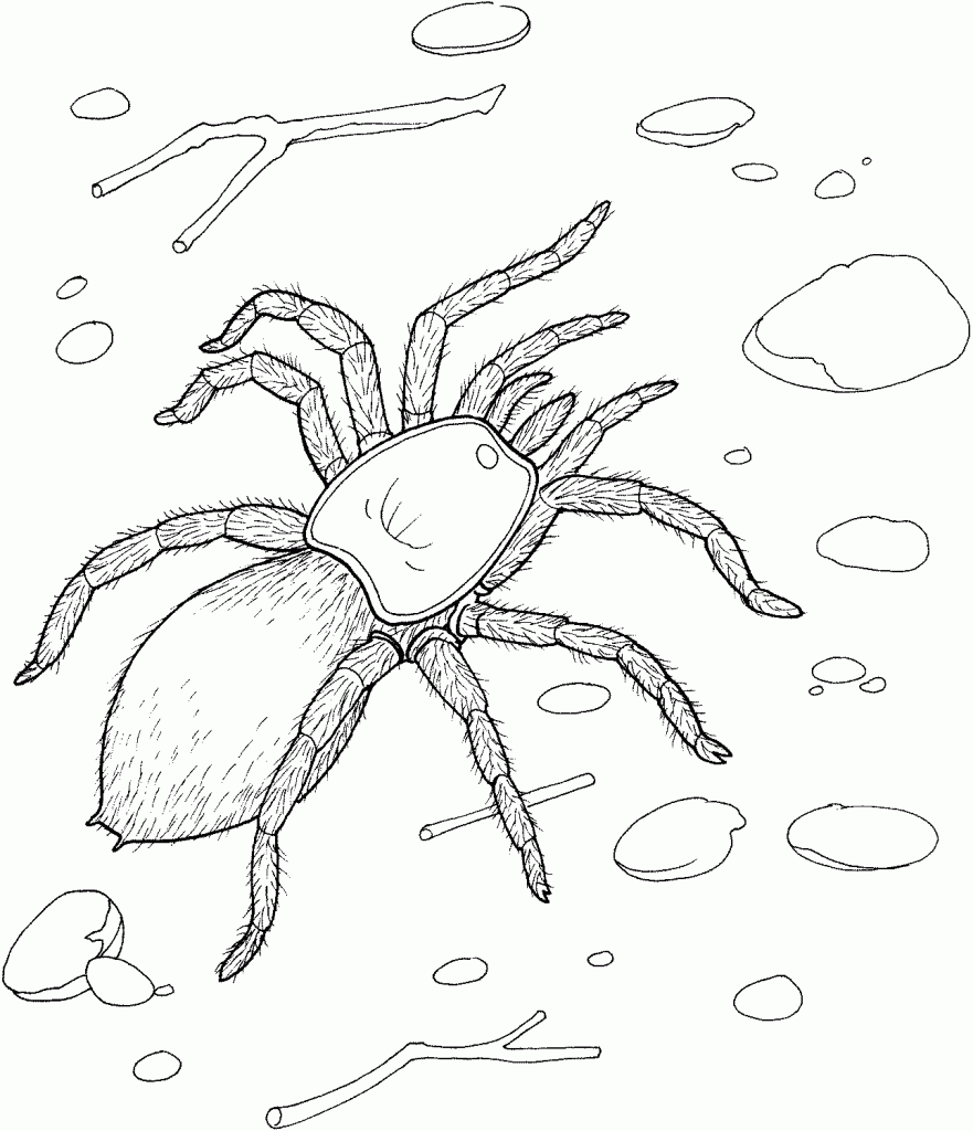 Redback Spider coloring #14, Download drawings