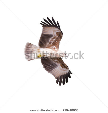 Red-backed Sea-eagle coloring #4, Download drawings