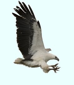 Red-backed Sea-eagle svg #19, Download drawings