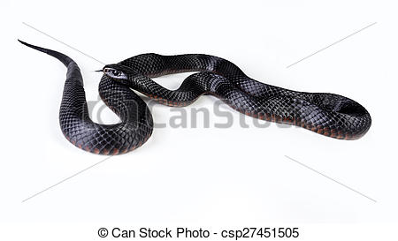 Red-bellied Black Snake clipart #5, Download drawings